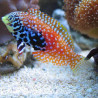 Macropharyngodon bipartitus*  femelle: 4-7 cm
